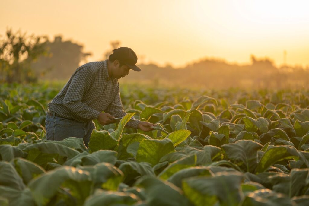 Reclusos trabalhando em plantação de tabaco ao entardecer.